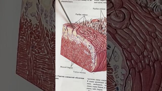 Язык и слюнные железы Анатомия человека ( Пищевод ) смотреть онлайн