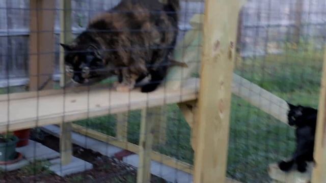 The Costco Yardistry pavilion cat enclosure смотреть онлайн