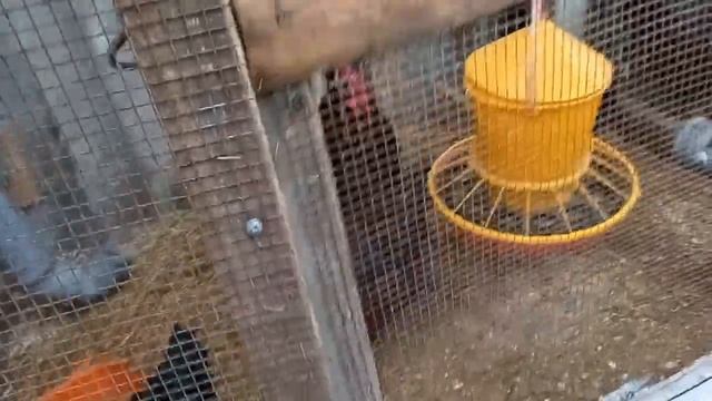 Как определить качество комбикорма по внешнему виду и по поведению птицы. смотреть онлайн