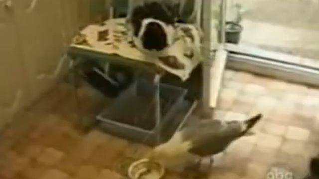 Воришки-мимимишки (тихо слямзил и ушел...называется нашел) смотреть онлайн