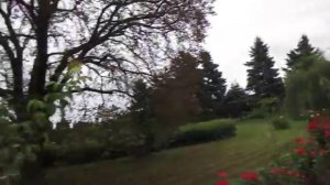 Розы в саду, лучшие сорта Rosemary Rose Флорибунда и Red Queen