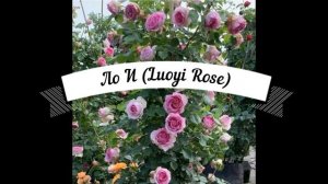 Новые розы из Вокруг Роз