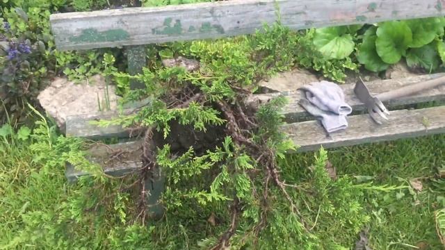 Спасаю Принца Уэльса от ржавчины. Небольшой обзор сада смотреть онлайн