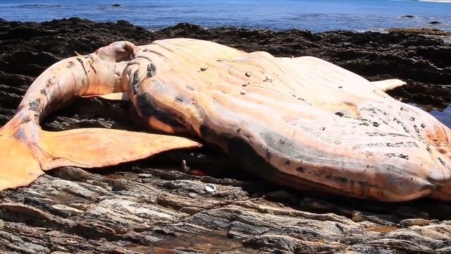 5 Доказательств Того, что Мегалодон До Сих Пор Жив смотреть онлайн