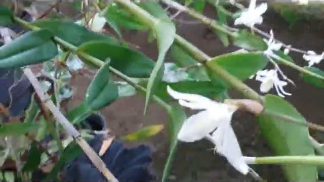Pigeon Orchid, Dendrobium Crumenatum in Bloom (2) смотреть онлайн