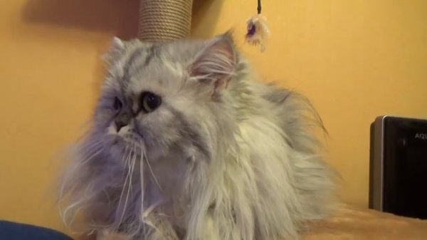 Красивая персидская кошка по имени Сильва Persian cats