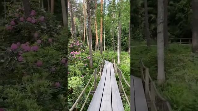 Magical morning in Haaga rhododendron park ??? смотреть онлайн