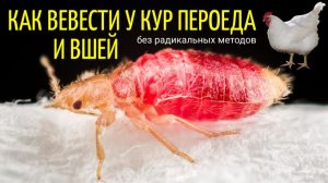 Что делать, если у кур выпадают перья, проплешины. Избавление от пероеда, вшей, клеща