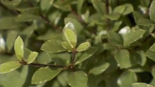 The Garden Gurus - Pittosporum Hole in One смотреть онлайн