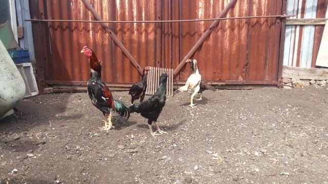 Бойцовая порода кур . шамо Shamo смотреть онлайн