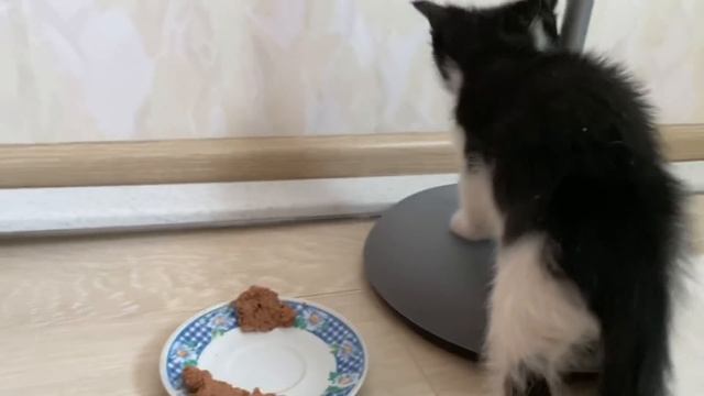 НЕ ХОТЯТ ПРИКОРМ. ВИДИМО НЕ ГОЛОДНЫЕ. 33 ДНЯ КОТЯТАМ смотреть онлайн
