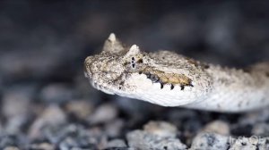 Шокирующее видео змей для вас и ваших детей?