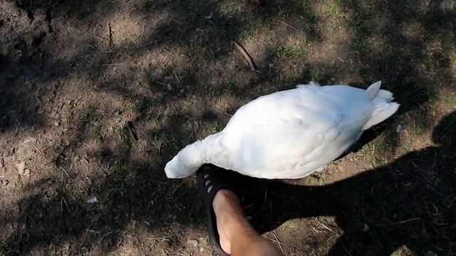 ? Гусь щипается смотреть онлайн