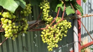 Виноград Супага