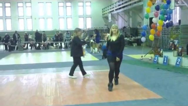 "Приморье 2013" английский бульдог BIS - 3 смотреть онлайн