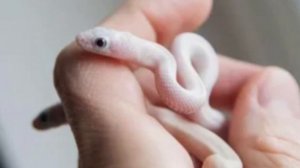 Животные когда они маленькие, и какими вырастают