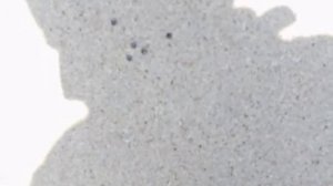 ТОЗ 99 01 разные патроны