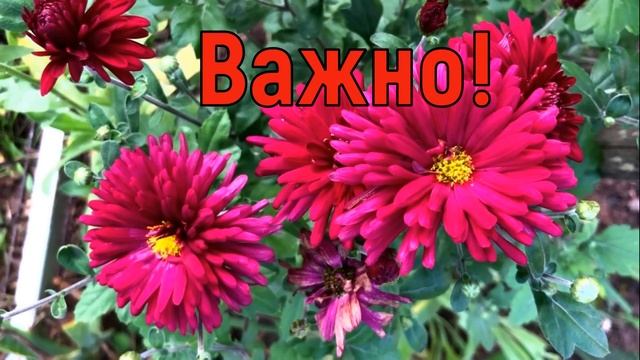 9 октября День Ивана Богослова. Что нельзя делать 9 октября. Народные традиции и приметы и суеверия смотреть онлайн