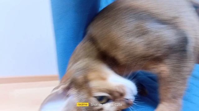 Dima - котята ❤️!