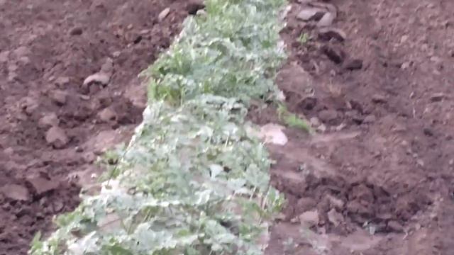 Арбуз в термосе