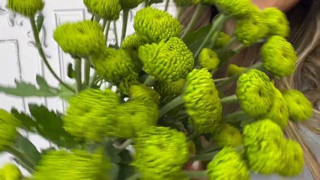 Купить Хризантемы на FlowBeri ru Букет №19 смотреть онлайн