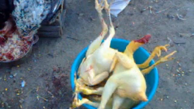 Обзор тушек петухов Юрловская голосистая. Вырезаю петухов на мясо смотреть онлайн