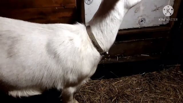 Окот козы первогодки/ Роды козы. смотреть онлайн