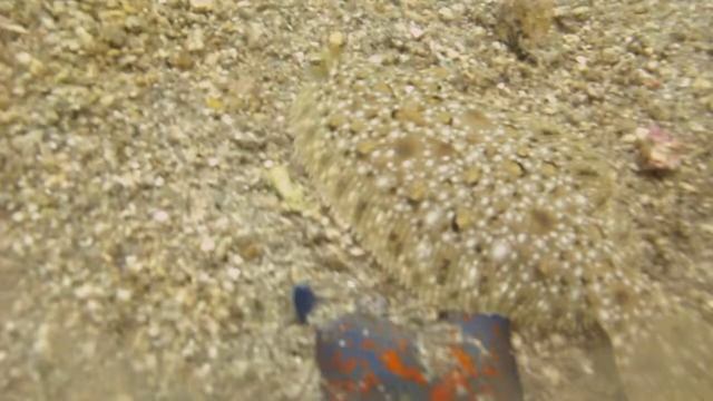 Камбала, морская звезда смотреть онлайн