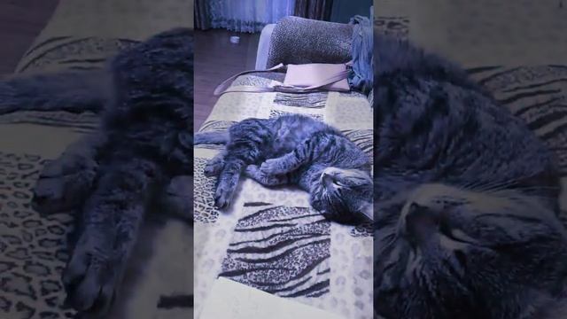 ШОК!!!! У КОТА ДЁРГАЕТСЯ НОГА ¡¡¡¡¡ смотреть онлайн