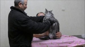 Приучаем мейн куна к расческе