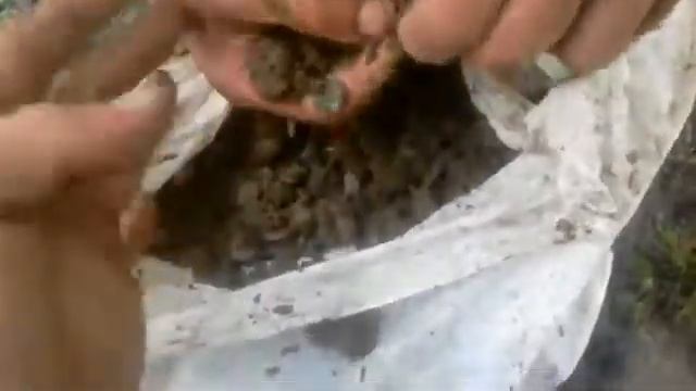 Кладуха серебра смотреть онлайн