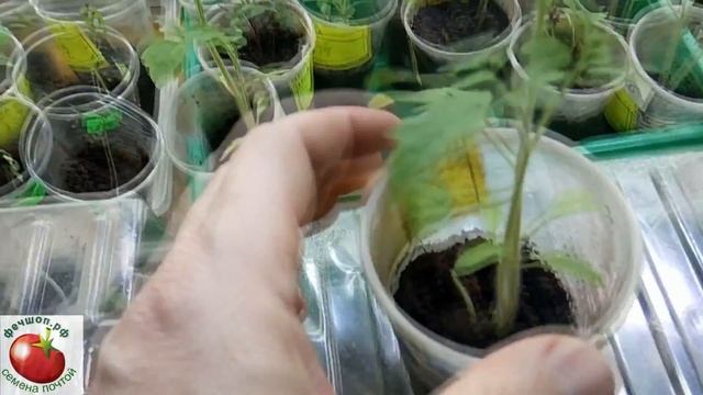 Жесткая пикировка томатов/ Китайский способ пикировки помидоров. смотреть онлайн
