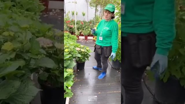 Какую гортензию выбрать для своего участка смотреть онлайн