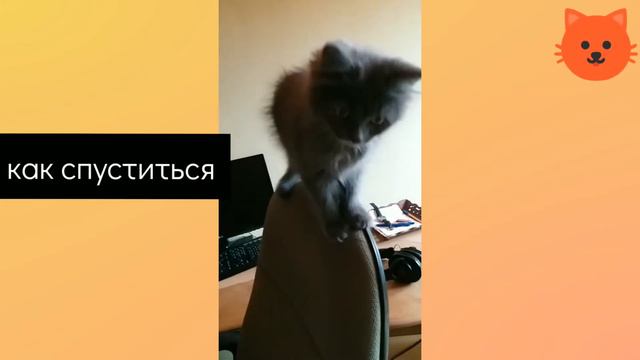 Кот - "альпинист" боится слезть со стула смотреть онлайн