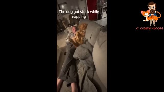 Приколы с котами! С ОЗВУЧКОЙ! Смешные коты - Самые смешные животные #139