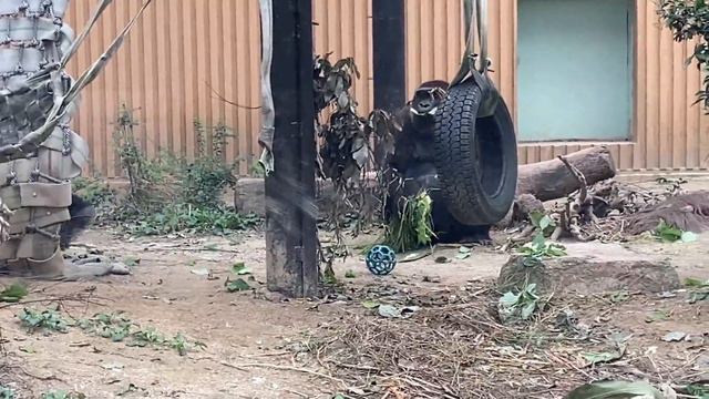 Can hear Momo and Kin laughing!9:06 Dad and little son playing. 🅷🅾🆃【KyotoZoo, Gorilla / subtitles смотреть онлайн