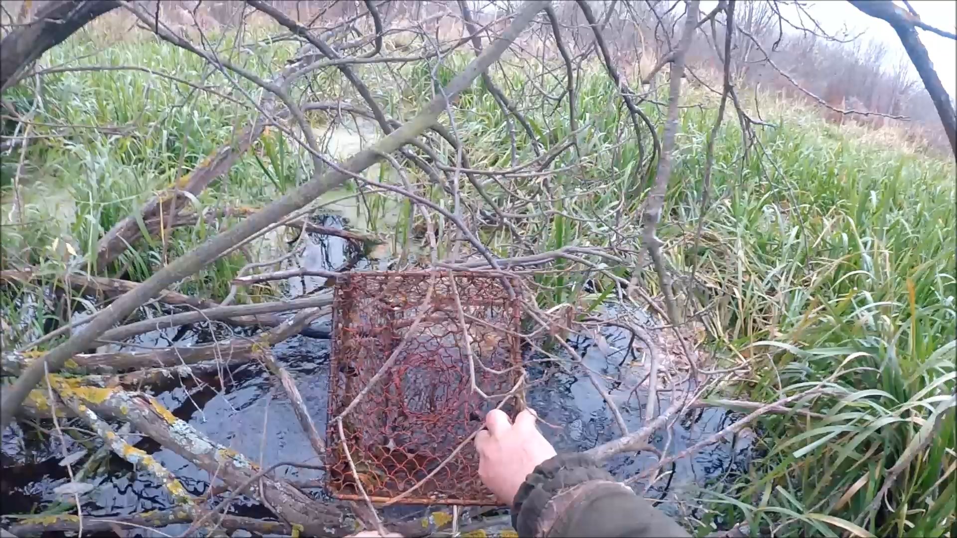 Проверка морд на ондатру (Будни охотника и рыбака) смотреть онлайн