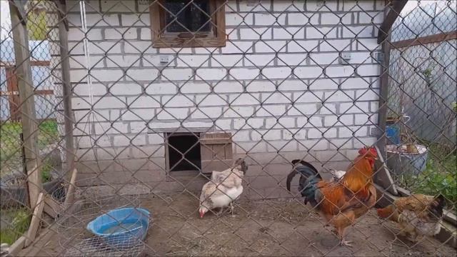 Скрещивание пород кур смотреть онлайн