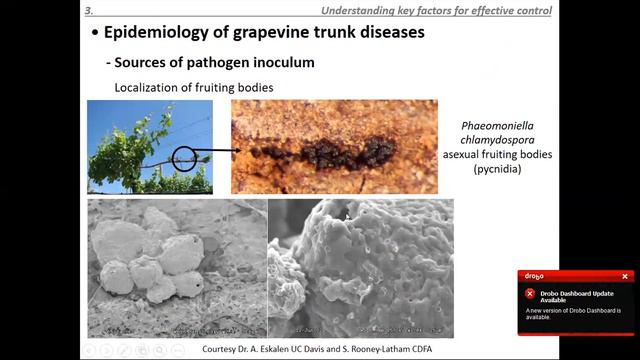 Grapevine trunk disease causes and management techniques смотреть онлайн