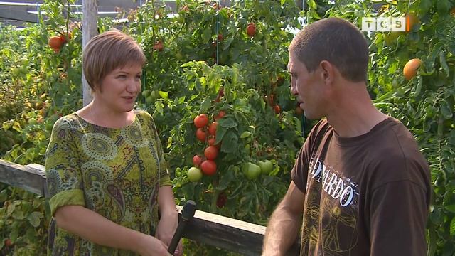 Виноград на склонах. Как укрыть лозу на зиму. 6 соток 07.10.2019 смотреть онлайн