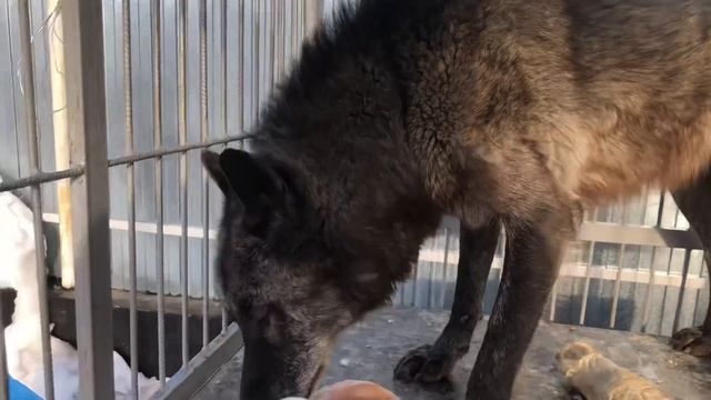 Канадский Волк Акела изучает мясо смотреть онлайн