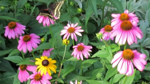 Butterfly and Echinacea смотреть онлайн