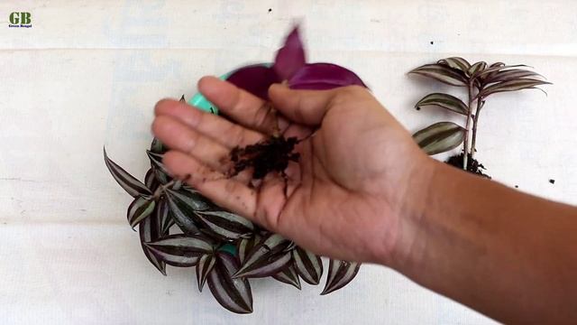 Grow wandering jew or tradescantia zebrina from cutting with update смотреть онлайн