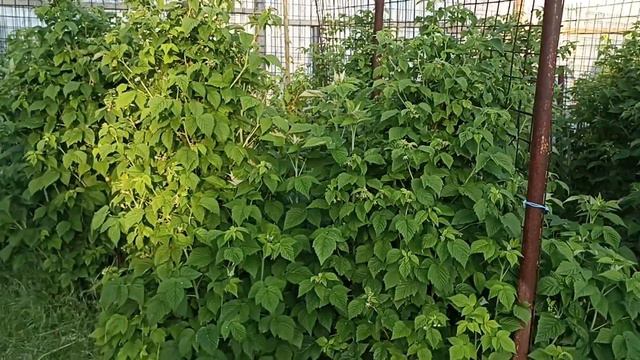 25 июня Московская область5 утра +5° вот такое хреновое лето смотреть онлайн