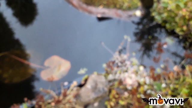 Обзор сада 22 октября 2019 года/Вереск/Божьи коровки/Гортензии/Дуб черешчатый/Клен полевой смотреть онлайн