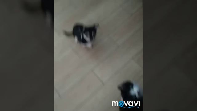 МОЁ УТРО/ЧТО Я ДЕЛАЮ УТРОМ/SASHA CAT смотреть онлайн