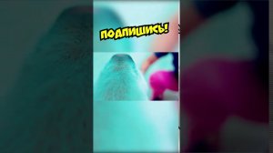 ХАСКИ В БОЛЬНИЦЕ!!!