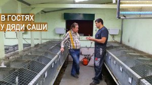 Разведение кроликов на кроликоферме Александра Воронкова