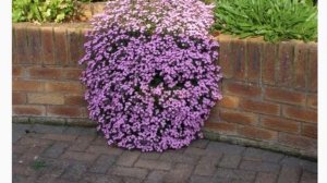 Сапонария Мыльнянка Цветочный ковер на годы