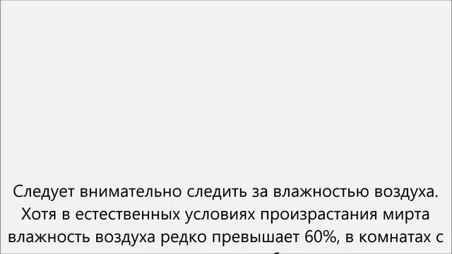 Мирт уход.Мирт домашний уход смотреть онлайн